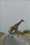 04 IMG_6329